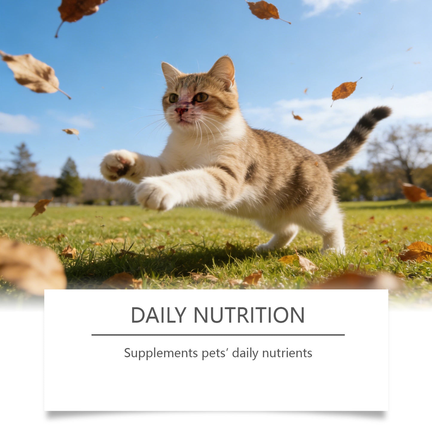 Taurine Powder for Cats Gentle Formula for Comfort and Nutritional Support